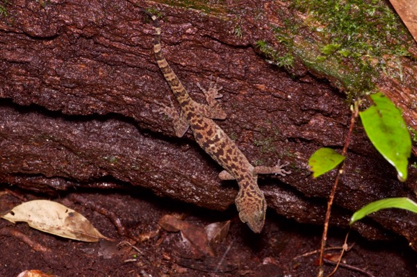 Hikida’s Bent-toed Gecko (Cyrtodactylus matsuii)