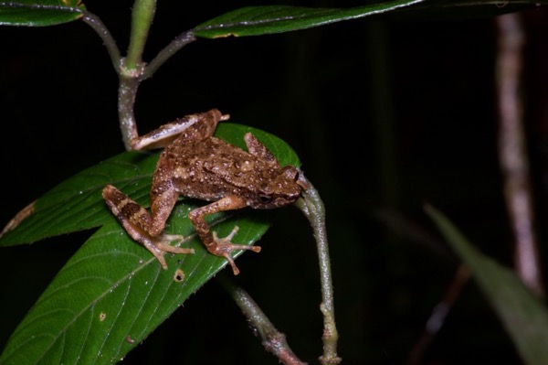 Kinabalu Slender Toad (Ansonia hanitschi)