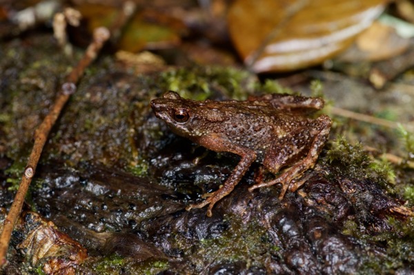 Kinabalu Slender Toad (Ansonia hanitschi)