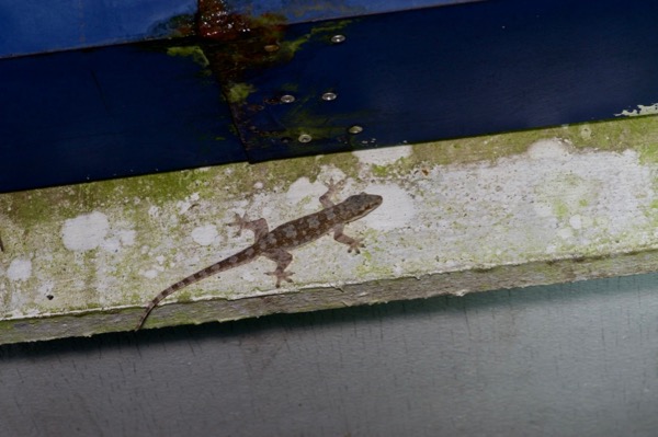 Asian Flat-tailed House Gecko (Hemidactylus platyurus)