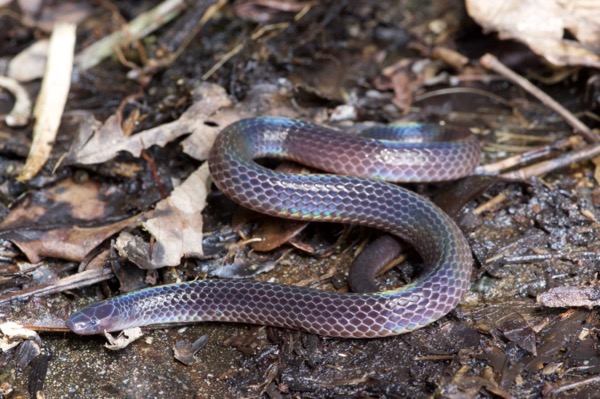 Schmidt’s Reed Snake (Calamaria schmidti)