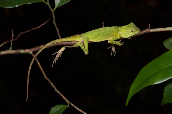 Mocquard’s Eyebrow Lizard (Pelturagonia cephalum)