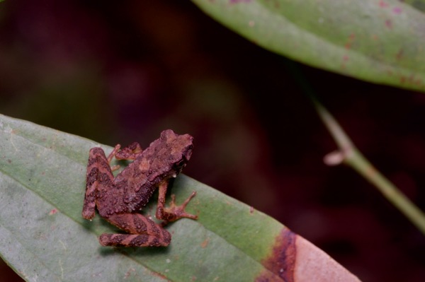 Kinabalu Slender Toad (Ansonia hanitschi)