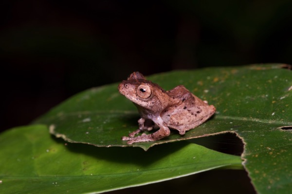 Golden-legged Bush Frog (Philautus aurantium)