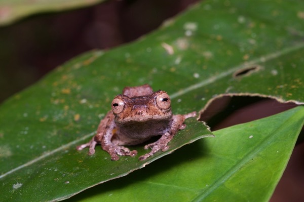 Golden-legged Bush Frog (Philautus aurantium)