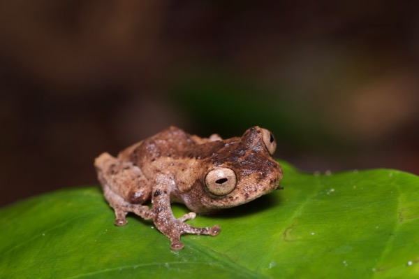 Golden-legged Bush Frog (Philautus aurantium)