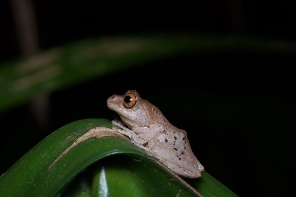 Golden-legged Bush Frog (Philautus aurantium)