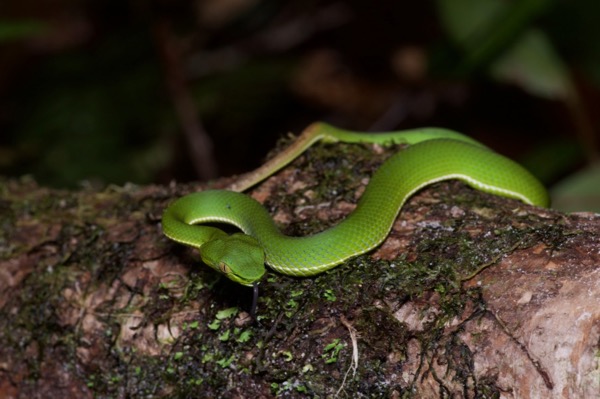 Sabah Pit Viper (Trimeresurus sabahi sabahi)