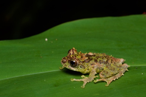 Mossy Bush Frog (Philautus macroscelis)