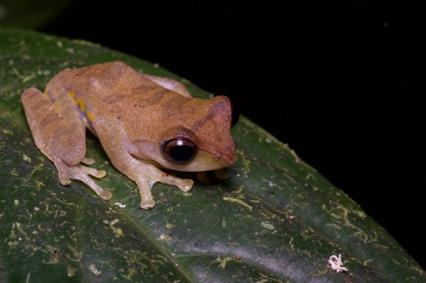 Sharp-nosed Treefrog (Leptomantis angulirostris)