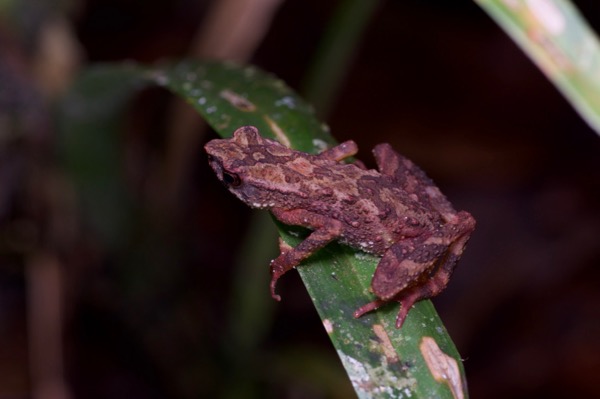 Kinabalu Slender Toad (Ansonia hanitschi)