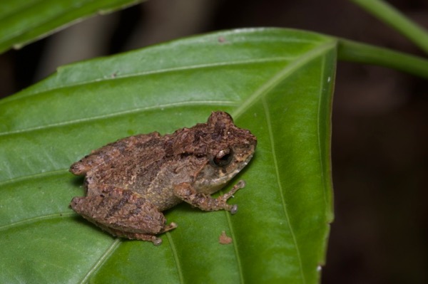 Cloud Bush Frog (Philautus nephophilus)