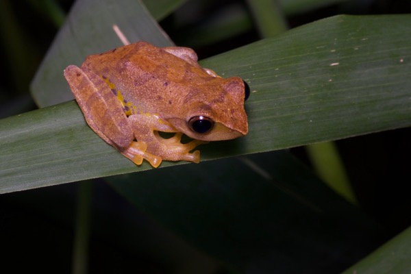 Sharp-nosed Treefrog (Leptomantis angulirostris)