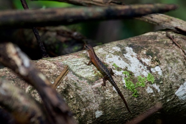 Sabah Slender Skink (Sphenomorphus sabanus)