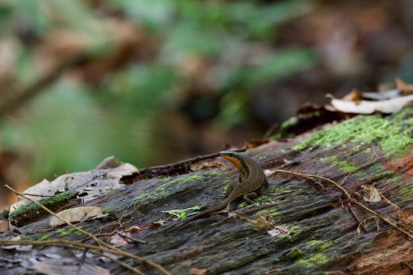 Brown Mabuya (Eutropis rudis)