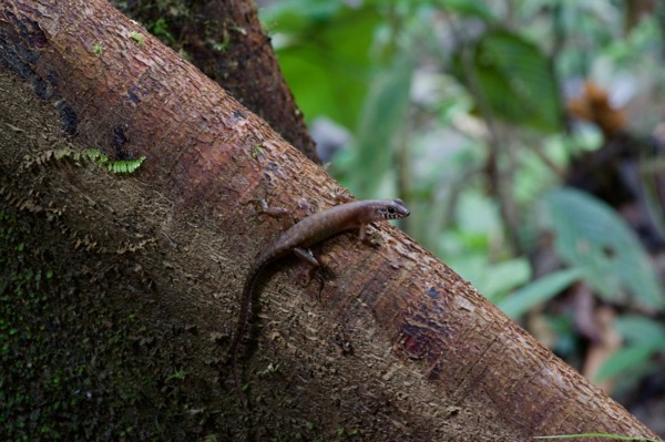 Sabah Slender Skink (Sphenomorphus sabanus)