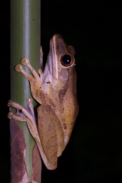 Four-lined Treefrog (Polypedates leucomystax)