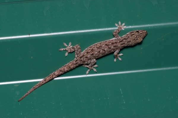 Common House Gecko (Hemidactylus frenatus)