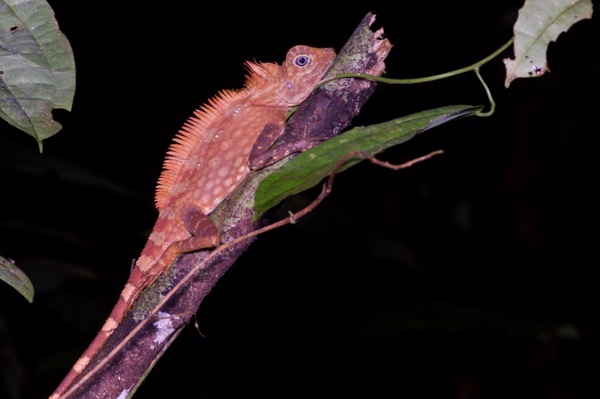 Borneo Angle-headed Lizard (Gonocephalus borneensis)