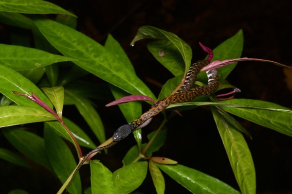 Triangle Keelback (Xenochrophis trianguligerus)