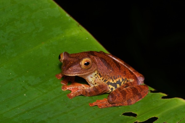 Harlequin Flying Frog (Rhacophorus pardalis)