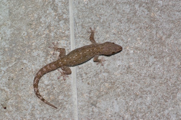 Common House Gecko (Hemidactylus frenatus)