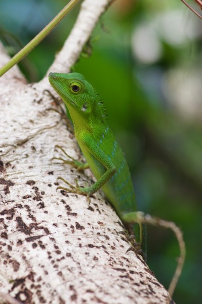 Green Crested Lizard (Bronchocela cristatella)