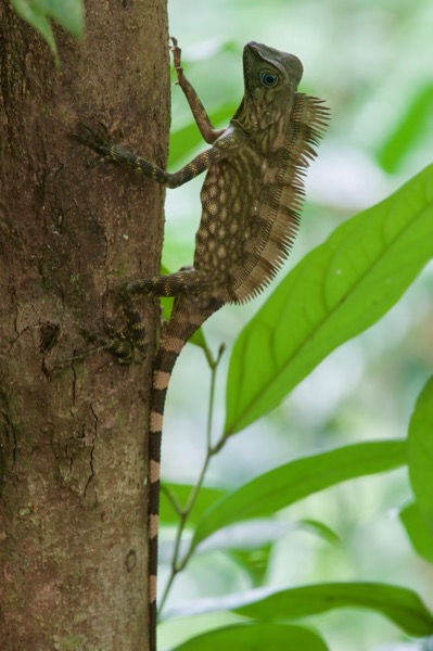 Borneo Angle-headed Lizard (Gonocephalus borneensis)