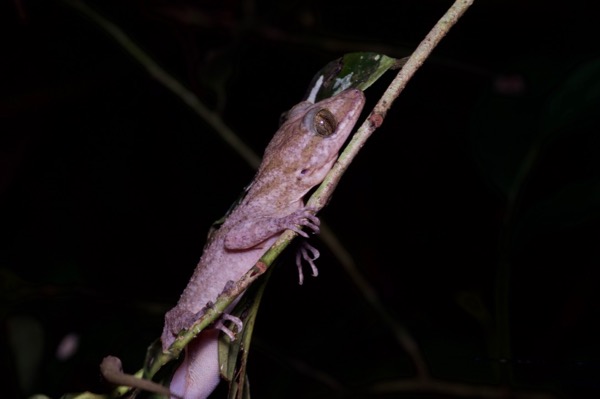 Yoshi’s Bent-toed Gecko (Cyrtodactylus yoshii)