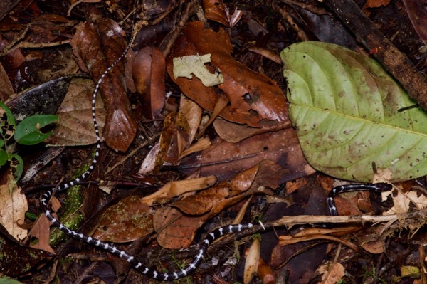 Slender Wolf Snake (Lycodon albofuscus)