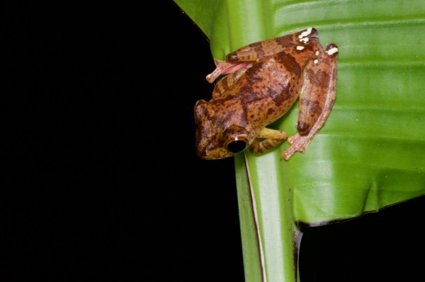 Harlequin Flying Frog (Rhacophorus pardalis)