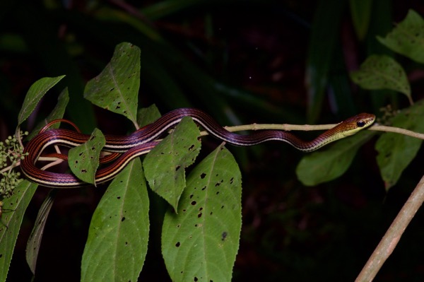 Gray Bronzeback (Dendrelaphis caudolineatus)