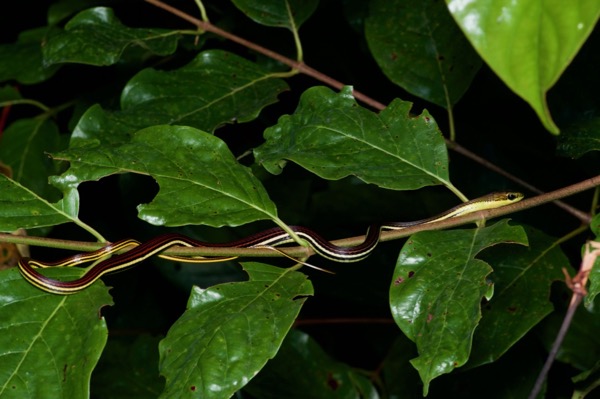 Gray Bronzeback (Dendrelaphis caudolineatus)