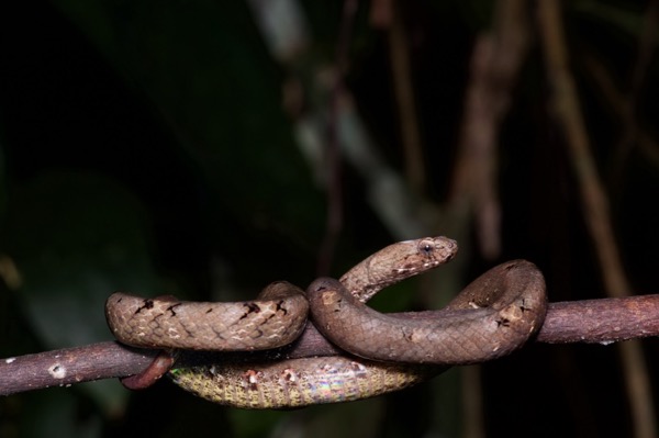 Common Mock Viper (Psammodynastes pulverulentus)