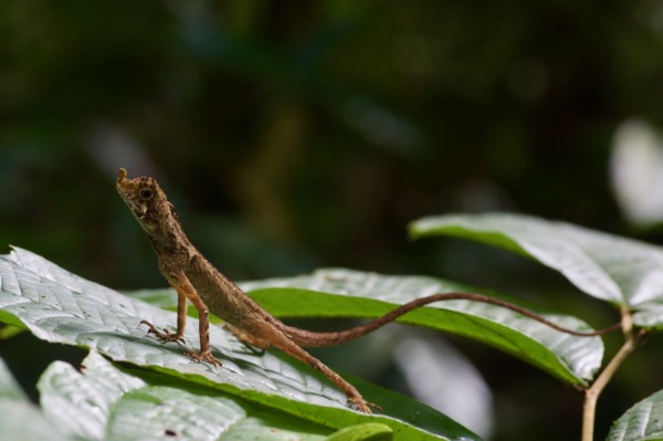 Ornate Earless Agama (Aphaniotis ornata)