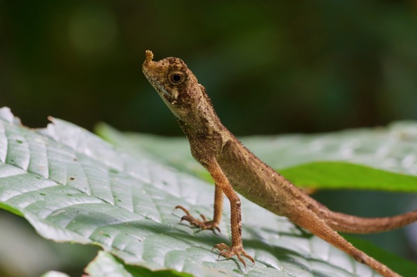 Ornate Earless Agama (Aphaniotis ornata)