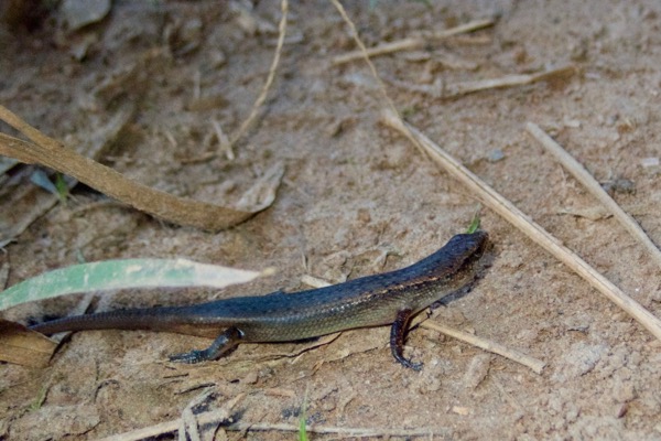 Togo Lidless Skink (Panaspis togoensis)