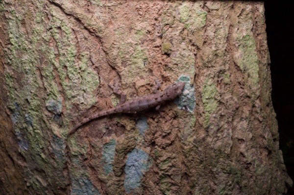 unidentified species (Hemidactylus sp)