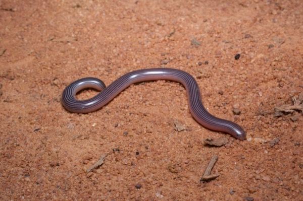 Spotted Blind Snake (Afrotyphlops punctatus)