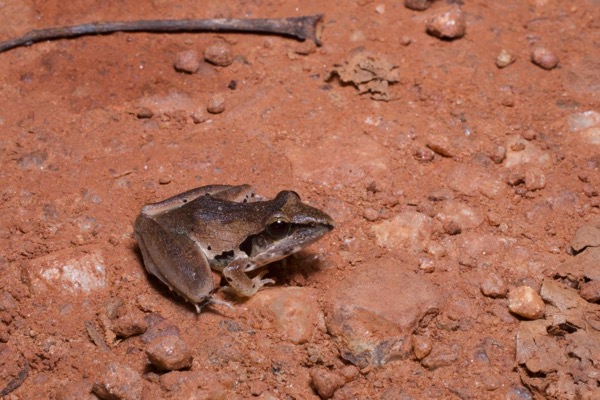 unidentified species (Ptychadena sp)