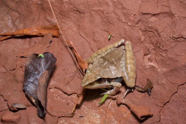 Snouted Grassland Frog (Ptychadena longirostris)