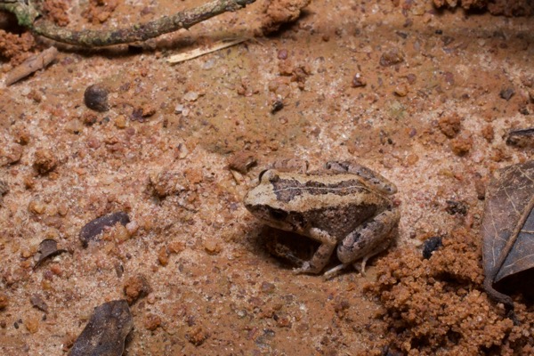 unidentified species (Arthroleptis sp)