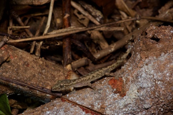 unidentified species (Hemidactylus sp)