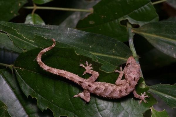 unidentified species (Hemidactylus sp)