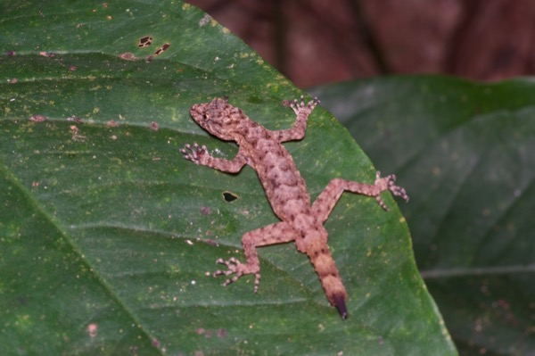 Cameroon Collared Gecko (Ancylodactylus spinicollis)