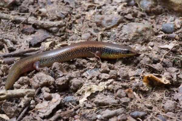 Short-tailed Writhing Skink (Mochlus brevicaudis)