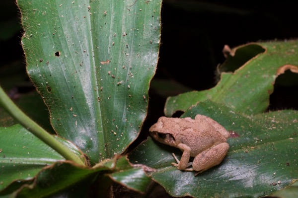 unidentified species (Arthroleptis sp)