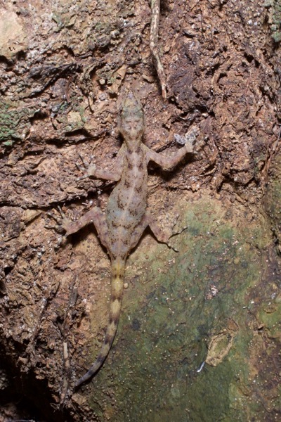 Cameroon Collared Gecko (Ancylodactylus spinicollis)