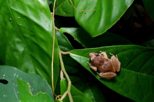 unidentified species (Arthroleptis sp)