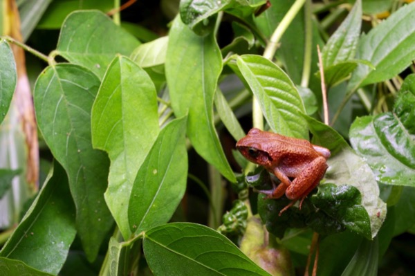 unidentified species (Arthroleptis sp)